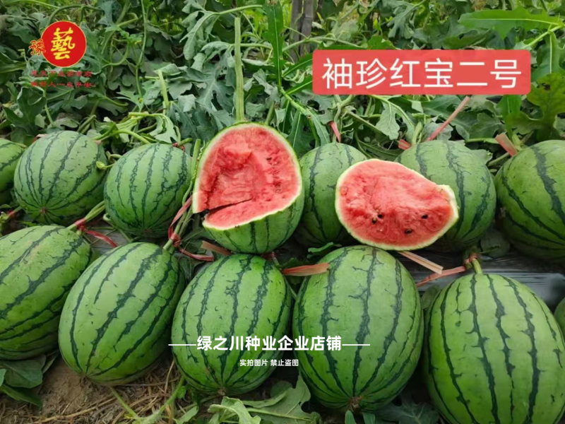 早熟礼品西瓜种子薄皮少籽小型西瓜种子水果种籽高产袖珍西瓜