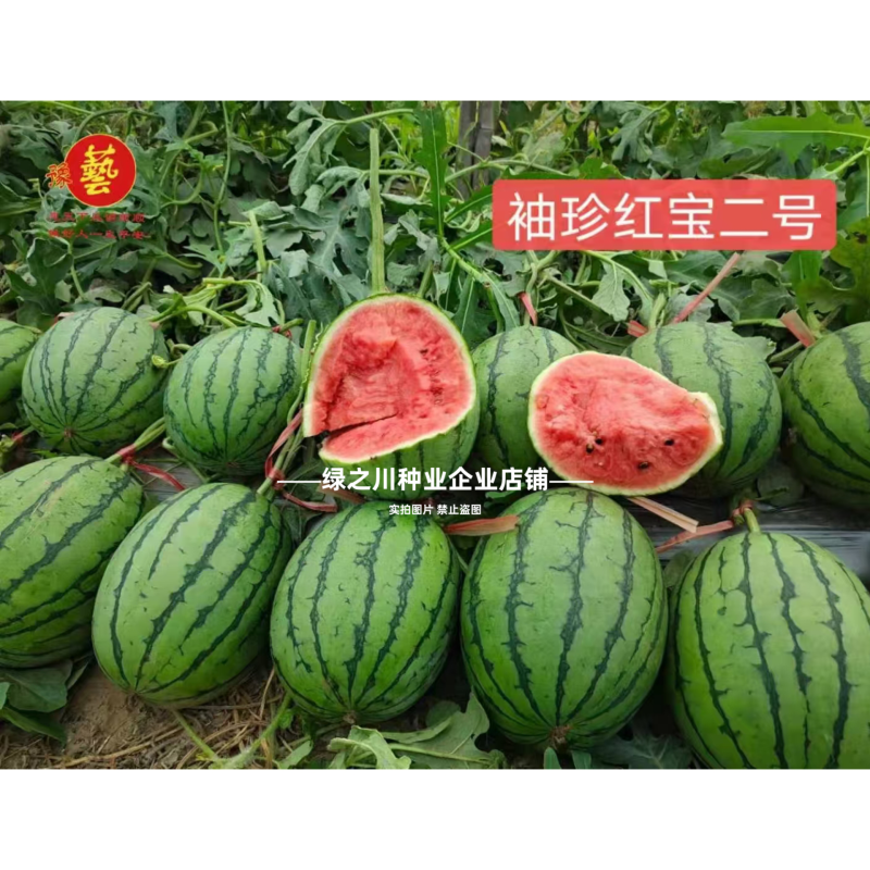 早熟礼品西瓜种子薄皮少籽小型西瓜种子水果种籽高产袖珍西瓜