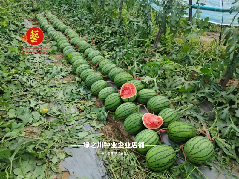 早熟礼品西瓜种子薄皮少籽小型西瓜种子水果种籽高产袖珍西瓜