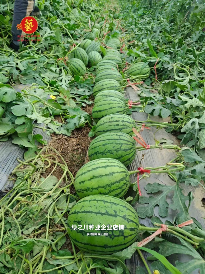 早熟礼品西瓜种子薄皮少籽小型西瓜种子水果种籽高产袖珍西瓜