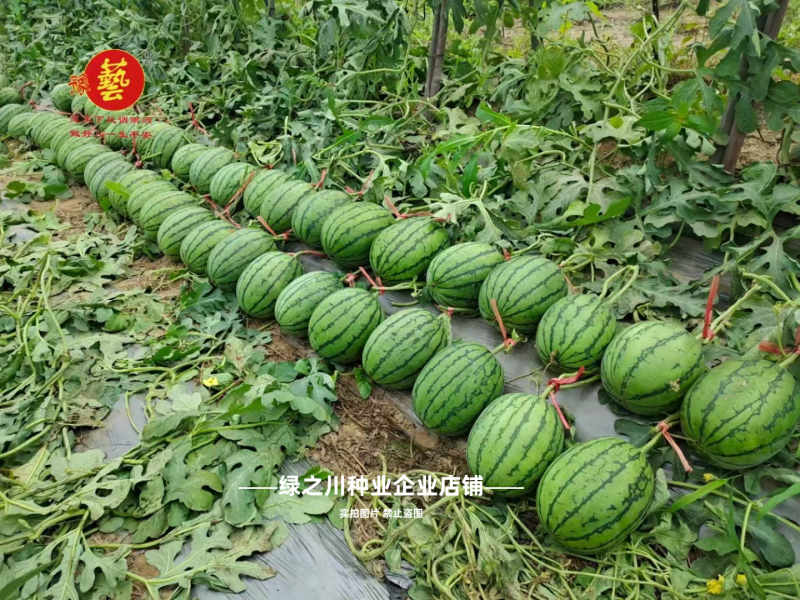 早熟礼品西瓜种子薄皮少籽小型西瓜种子水果种籽高产袖珍西瓜