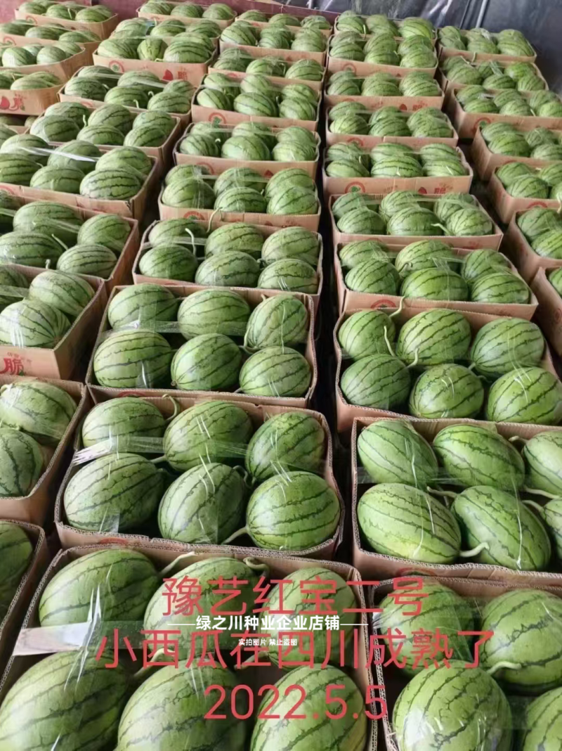 早熟礼品西瓜种子薄皮少籽小型西瓜种子水果种籽高产袖珍西瓜