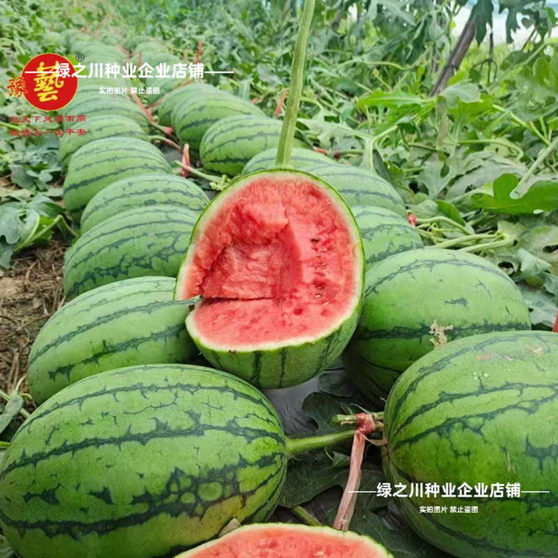 早熟礼品西瓜种子薄皮少籽小型西瓜种子水果种籽高产袖珍西瓜