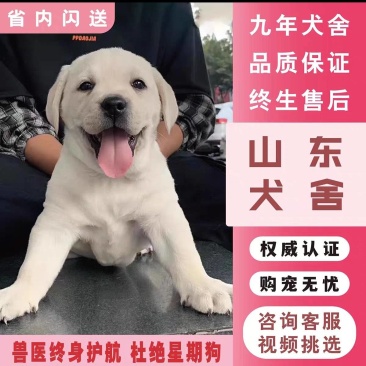 拉布拉多幼犬幼崽纯种精大骨架狗疫苗齐全崽致电优惠