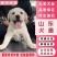 拉布拉多幼犬幼崽纯种精大骨架狗疫苗齐全崽致电优惠