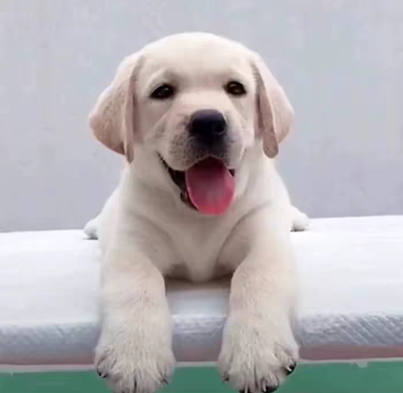 拉布拉多幼犬幼崽纯种精大骨架狗疫苗齐全崽致电优惠