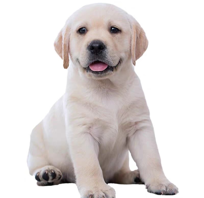 拉布拉多幼犬幼崽纯种精大骨架狗疫苗齐全崽致电优惠