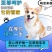 拉布拉多幼犬幼崽纯种精大骨架狗疫苗齐全崽致电优惠