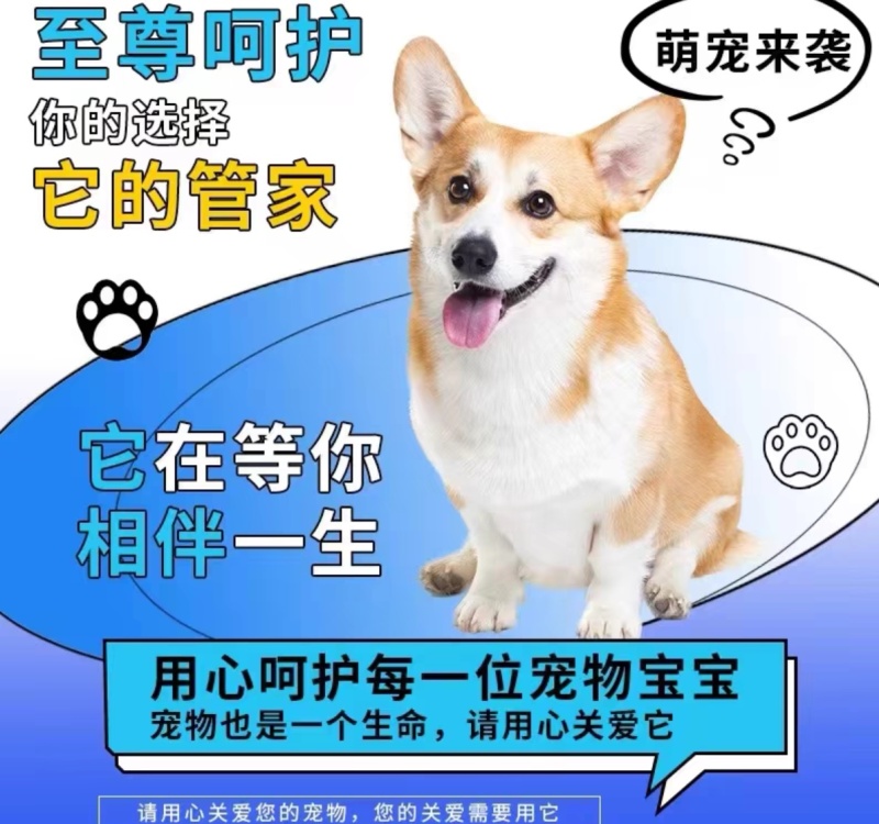 拉布拉多幼犬幼崽纯种精大骨架狗疫苗齐全崽致电优惠