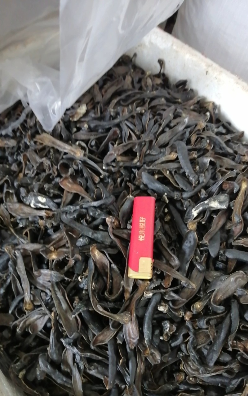 金线宽体水蛭野生的自己抓的数量不多卖完为止