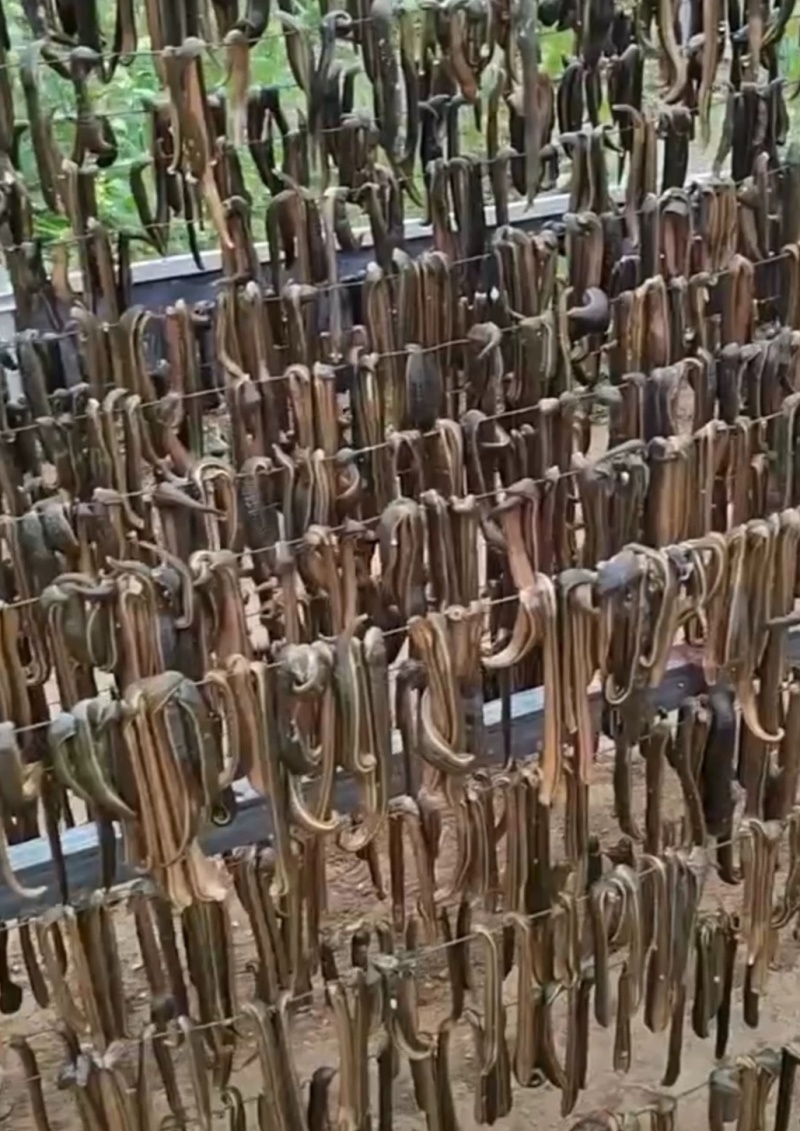 金线宽体水蛭野生的自己抓的数量不多卖完为止