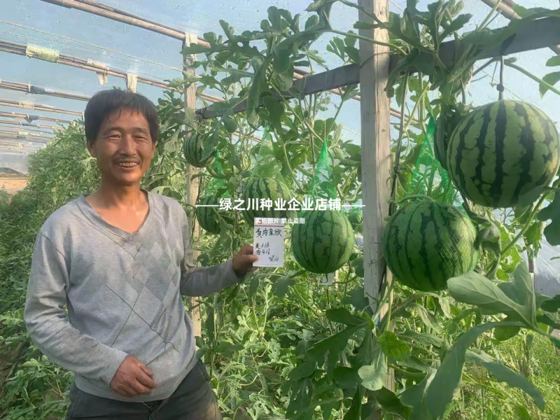 奶油西瓜种籽超甜黄瓤西瓜种子皮薄少籽种子黄心礼品西瓜种子