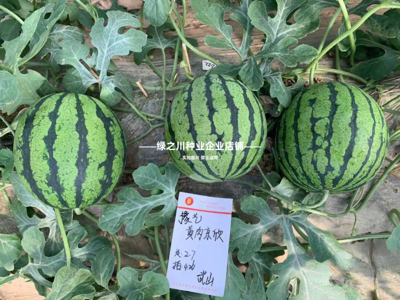 奶油西瓜种籽超甜黄瓤西瓜种子皮薄少籽种子黄心礼品西瓜种子