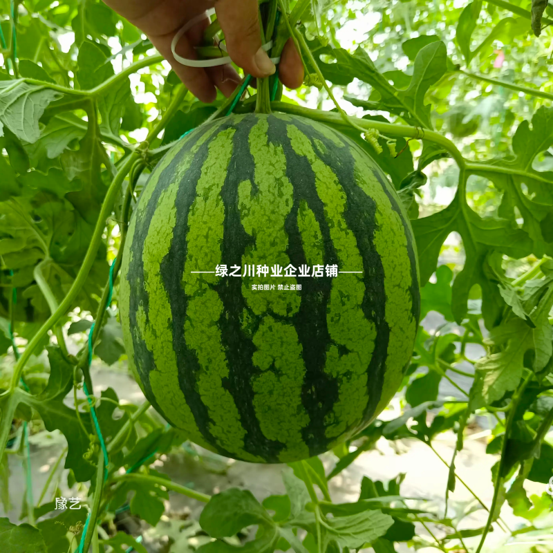 奶油西瓜种籽超甜黄瓤西瓜种子皮薄少籽种子黄心礼品西瓜种子