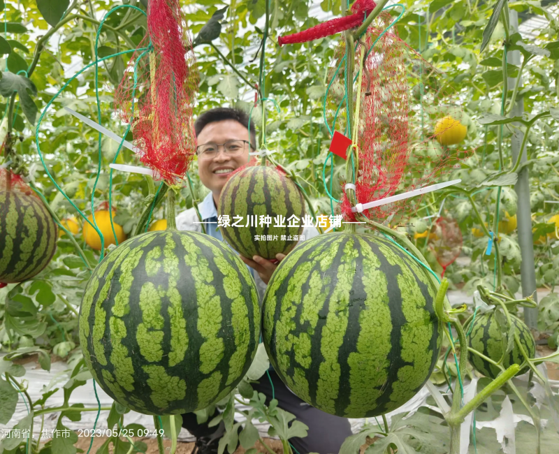 奶油西瓜种籽超甜黄瓤西瓜种子皮薄少籽种子黄心礼品西瓜种子
