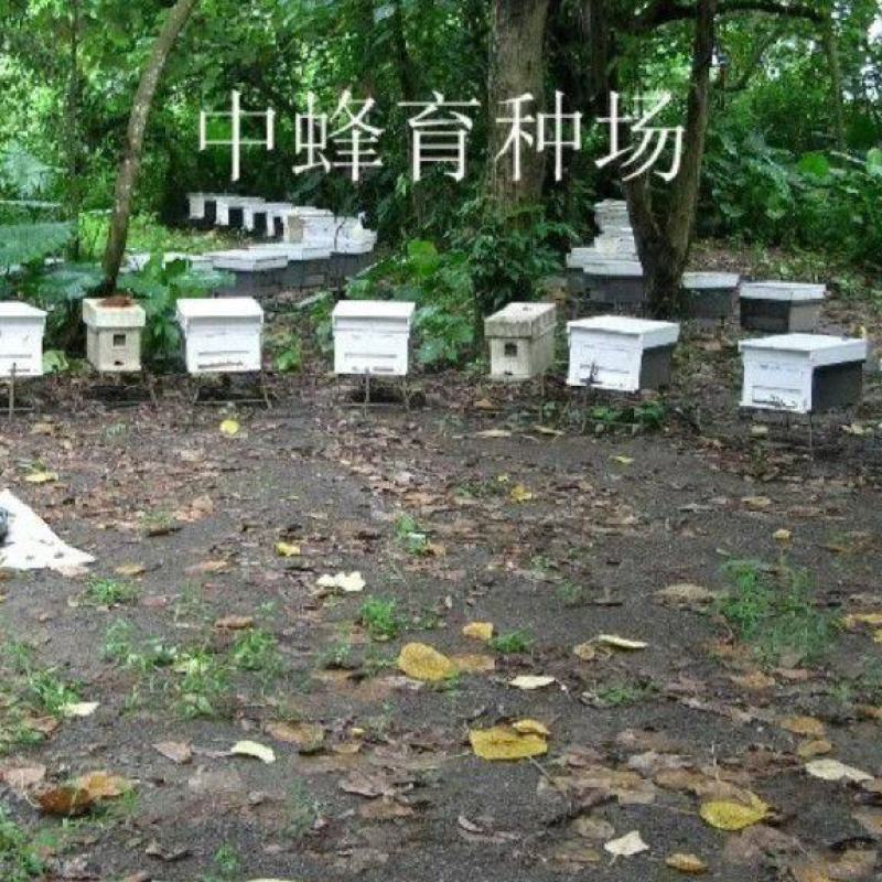 蜜蜂整箱批发零售
