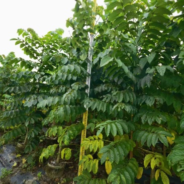 火焰木(原生苗)2-3-4-5分大量岀售欢迎咨询