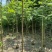 火焰木(原生苗)2-3-4-5分大量岀售欢迎咨询