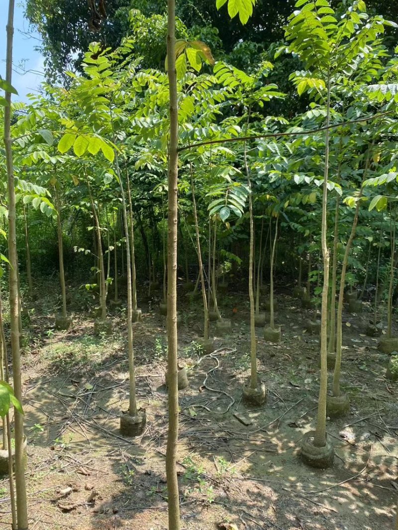 火焰木(原生苗)2-3-4-5分大量岀售欢迎咨询