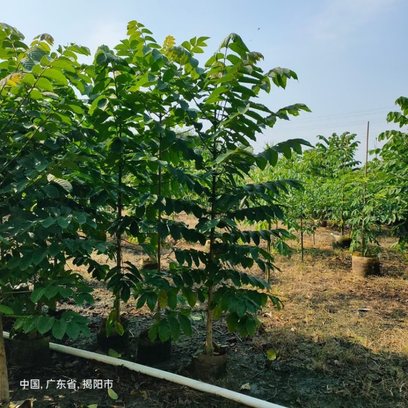火焰木(原生苗)2-3-4-5分大量岀售欢迎咨询