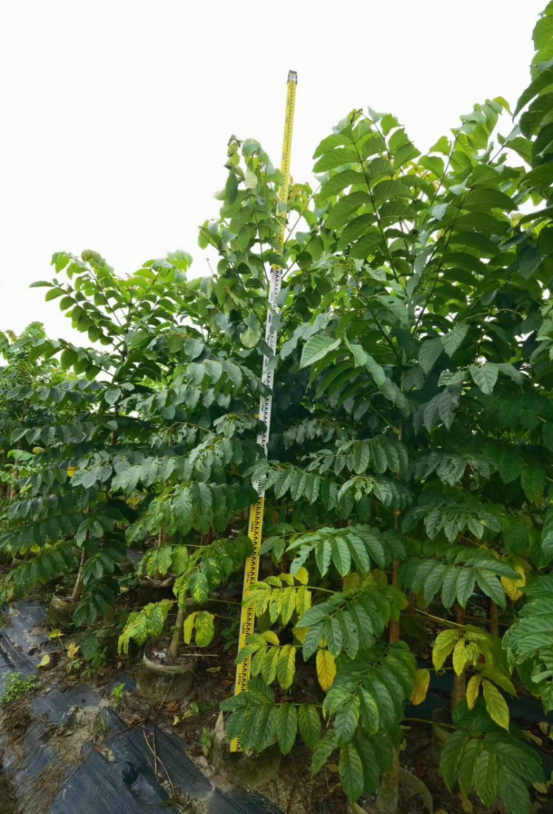 火焰木(原生苗)2-3-4-5分大量岀售欢迎咨询
