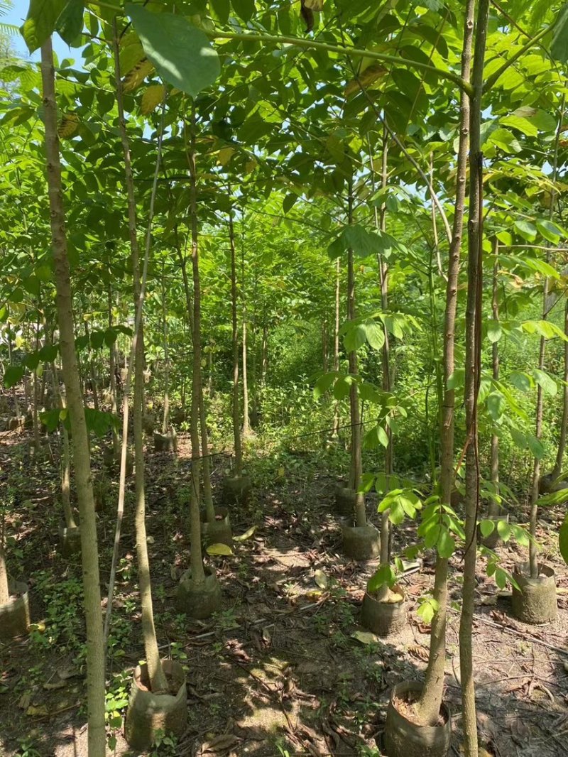 火焰木(原生苗)2-3-4-5分大量岀售欢迎咨询