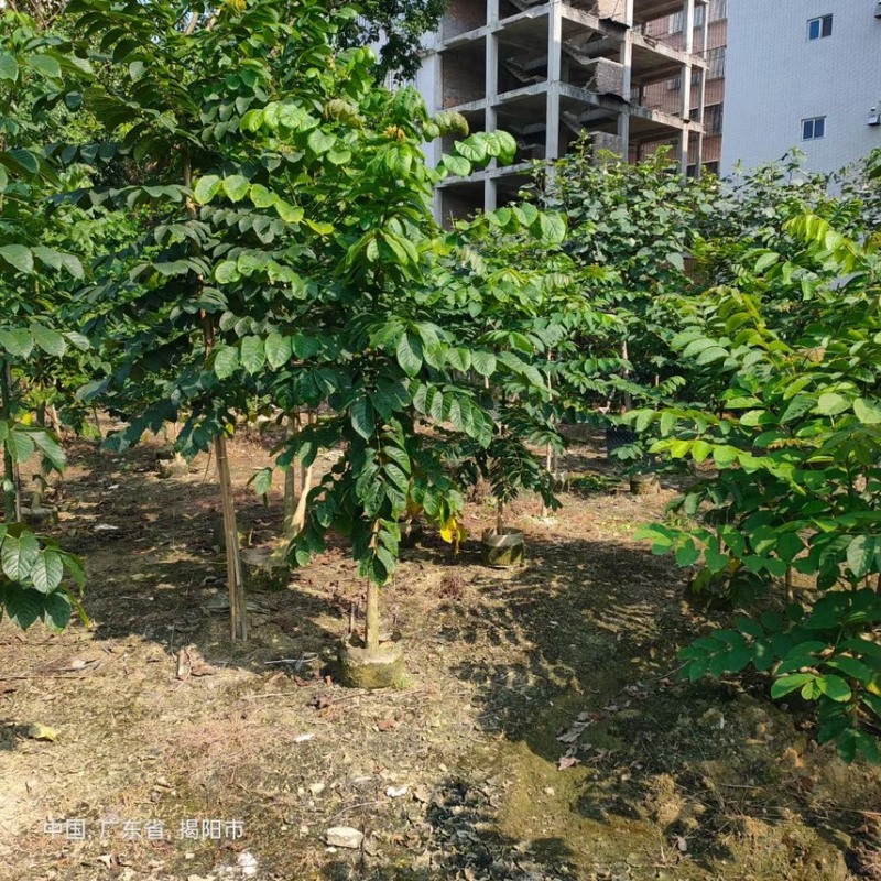 火焰木(原生苗)2-3-4-5分大量岀售欢迎咨询