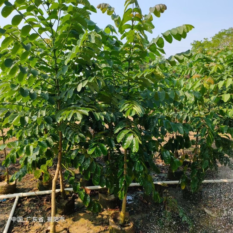 火焰木(原生苗)2-3-4-5分大量岀售欢迎咨询