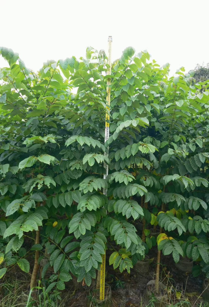 火焰木(原生苗)2-3-4-5分大量岀售欢迎咨询
