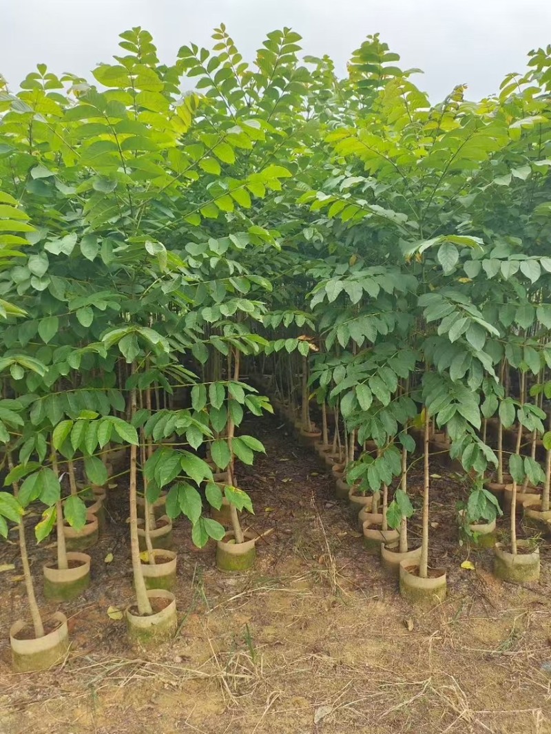 火焰木(原生苗)2-3-4-5分大量岀售欢迎咨询