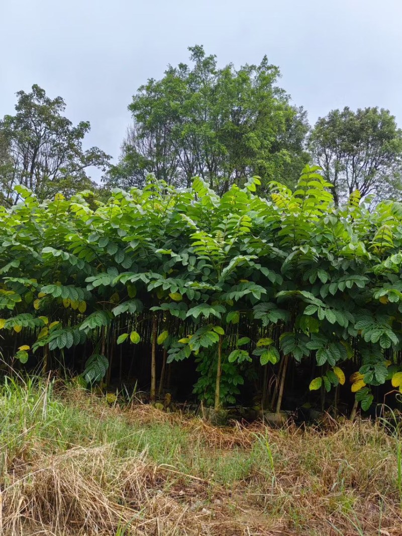 火焰木(原生苗)2-3-4-5分大量岀售欢迎咨询