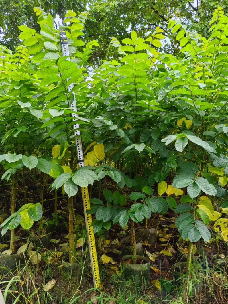 火焰木(原生苗)2-3-4-5分大量岀售欢迎咨询