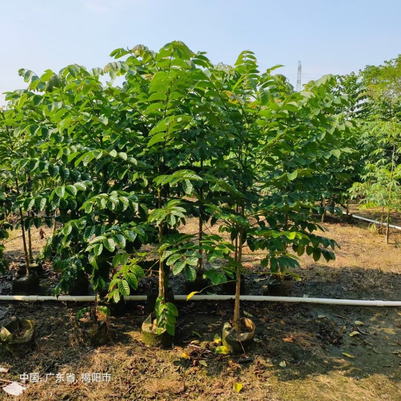 火焰木(原生苗)2-3-4-5分大量岀售欢迎咨询