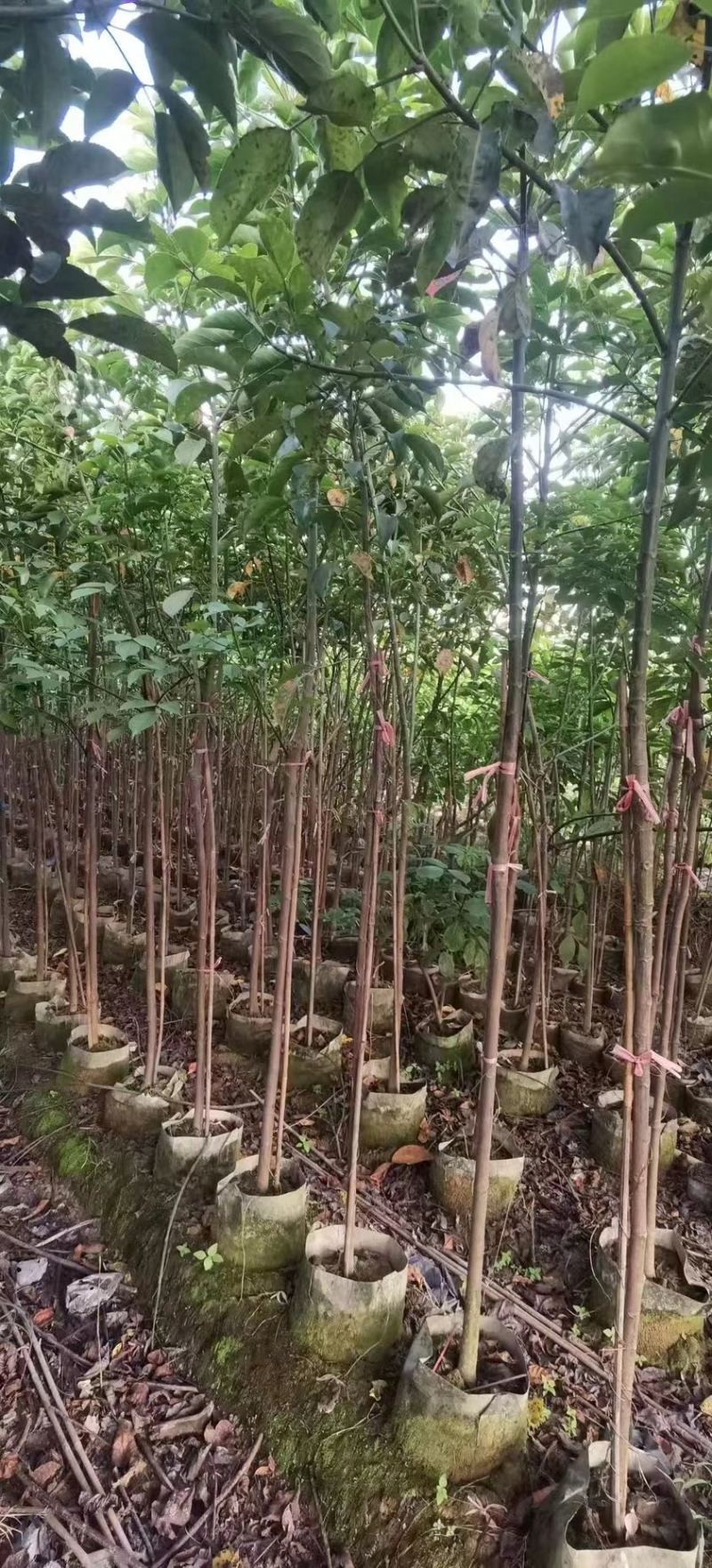 秋枫(原生苗)2-3-4-5分大量岀售绿美优选产品