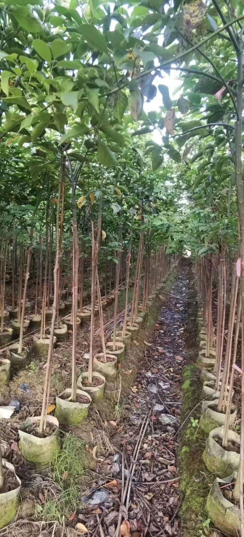 秋枫(原生苗)2-3-4-5分大量岀售绿美优选产品