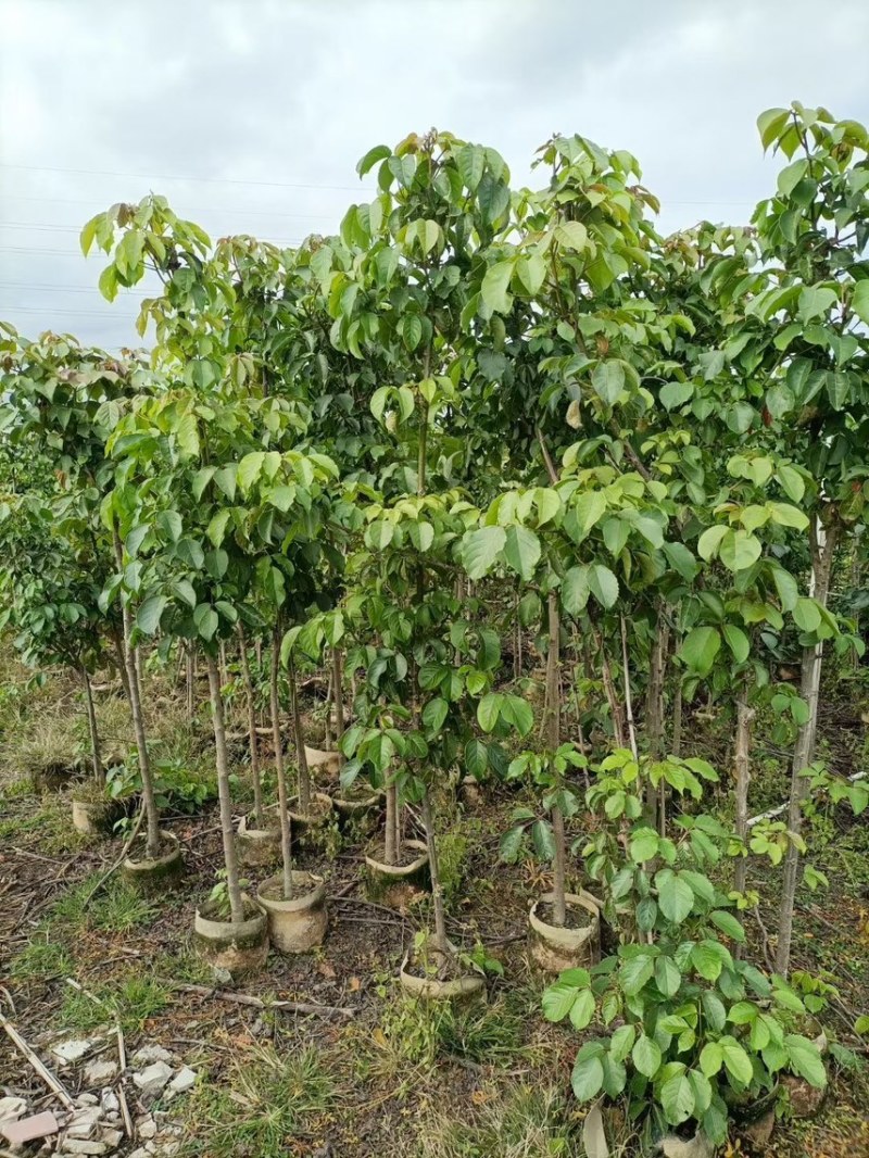 秋枫(原生苗)2-3-4-5分大量岀售绿美优选产品