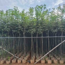 黄花风玲木3-4-5分大量岀售绿美优选品种