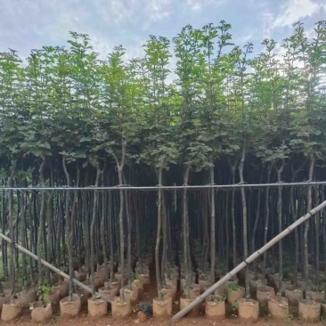 黄花风玲木3-4-5分大量岀售绿美优选品种