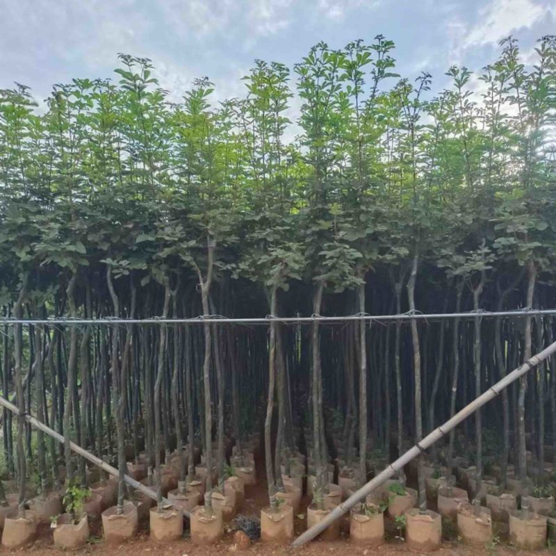 黄花风玲木3-4-5分大量岀售绿美优选品种
