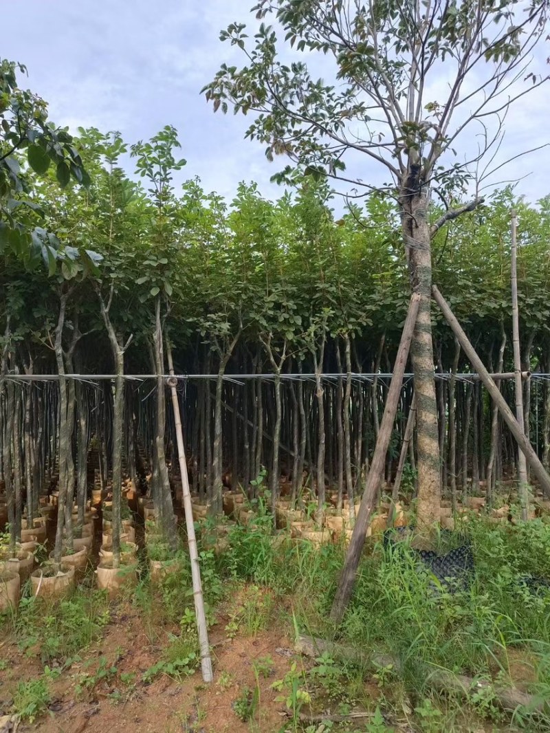 黄花风玲木3-4-5分大量岀售绿美优选品种