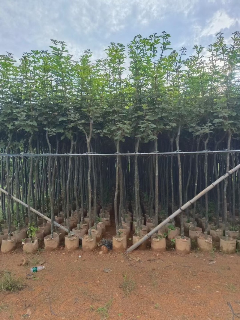 黄花风玲木3-4-5分大量岀售绿美优选品种