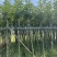 黄花风玲木3-4-5分大量岀售绿美优选品种