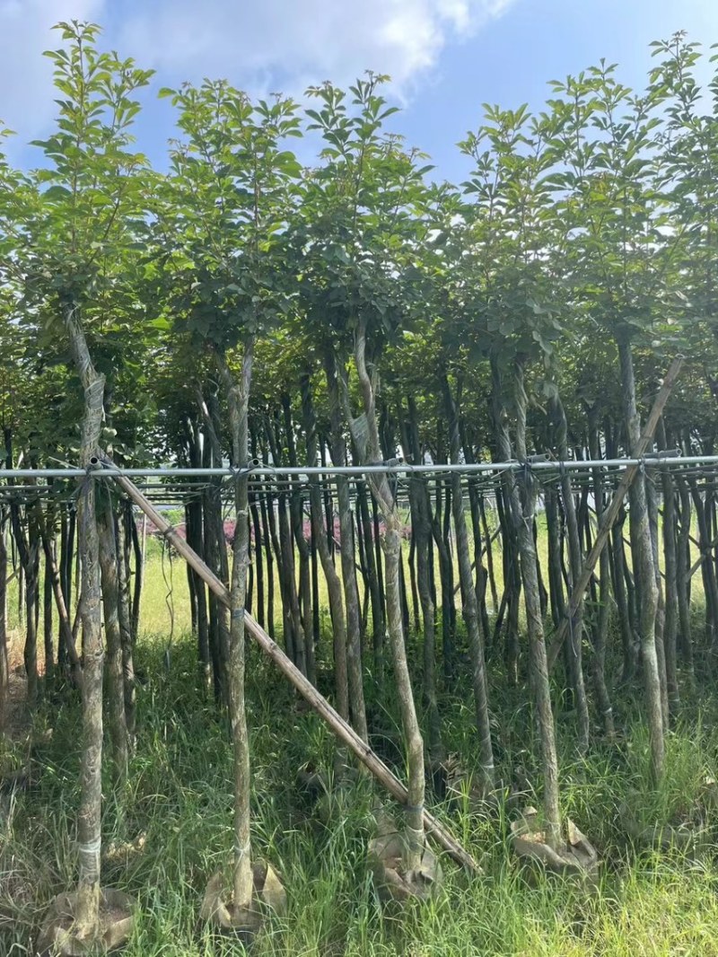 黄花风玲木3-4-5分大量岀售绿美优选品种