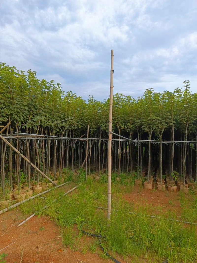 黄花风玲木3-4-5分大量岀售绿美优选品种