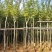 黄花风玲木3-4-5分大量岀售绿美优选品种