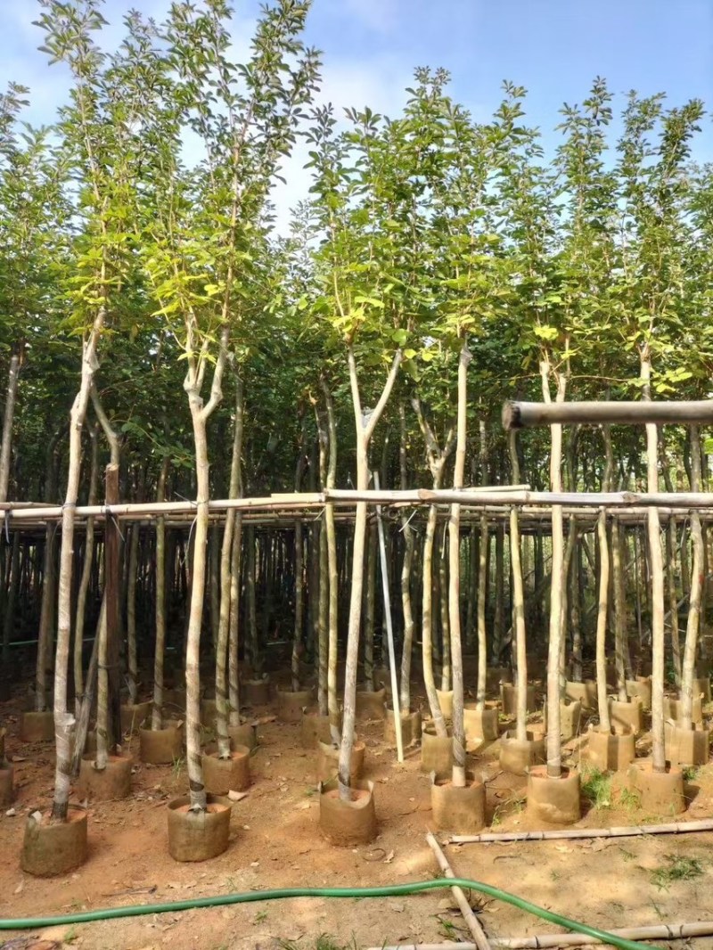黄花风玲木3-4-5分大量岀售绿美优选品种