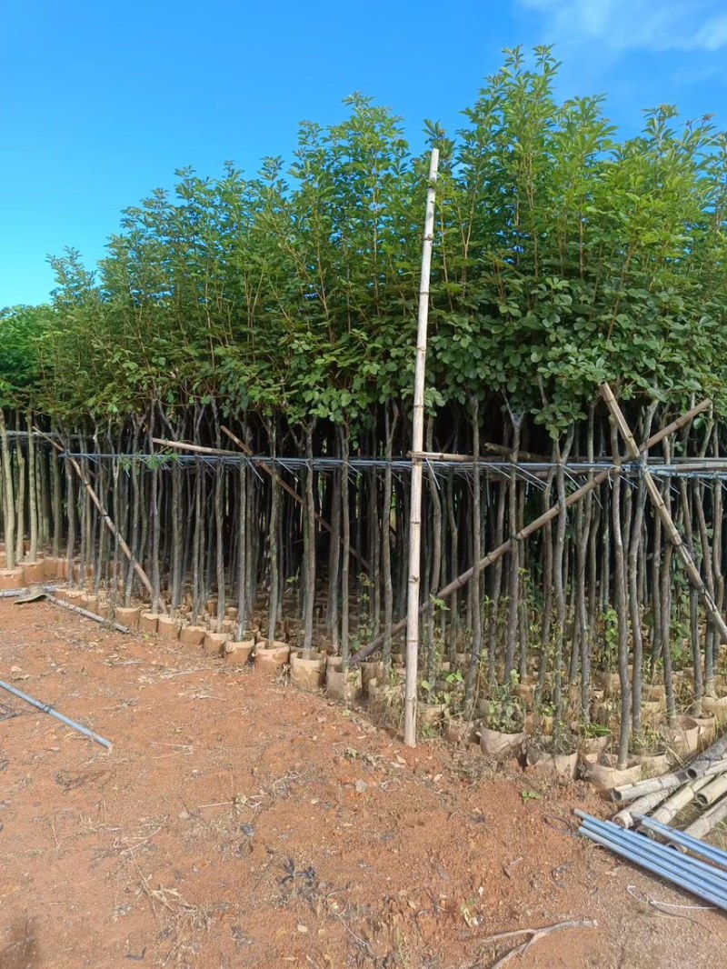 黄花风玲木3-4-5分大量岀售绿美优选品种