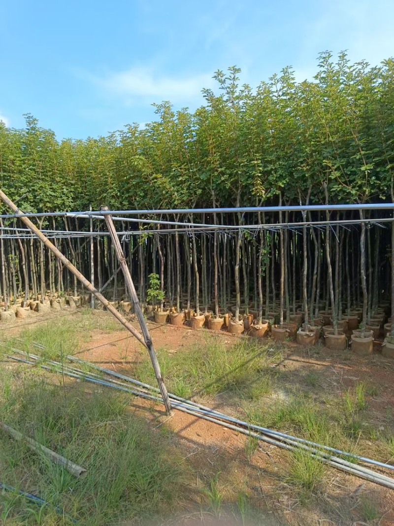 黄花风玲木3-4-5分大量岀售绿美优选品种