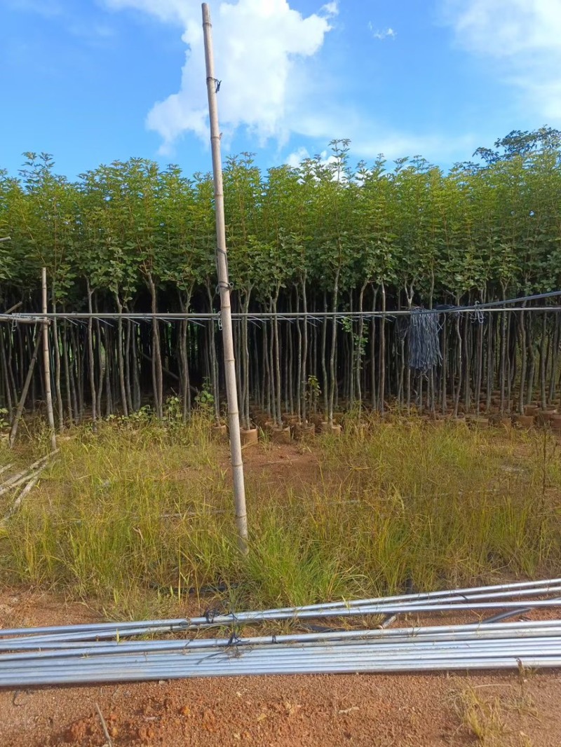 黄花风玲木3-4-5分大量岀售绿美优选品种