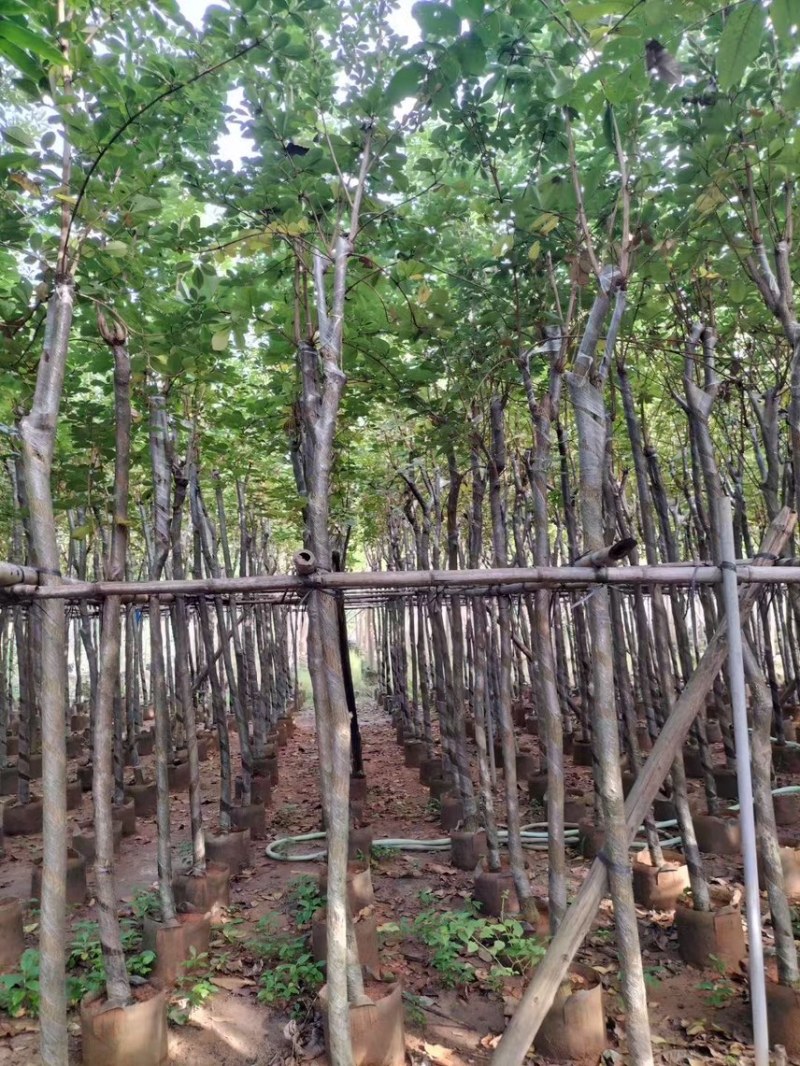 黄花风玲木3-4-5分大量岀售绿美优选品种